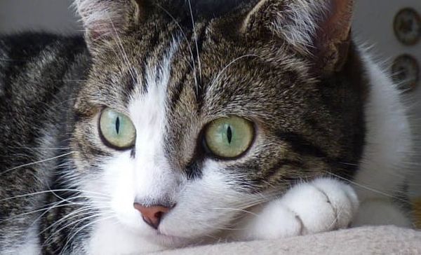 Gattina violentata a Roma, manifestazione a Tor Tre Teste per chiedere giustizia