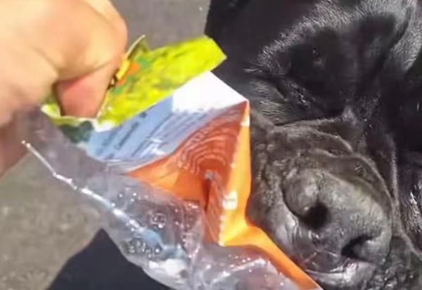 Venezia, aizza il cane contro il volantino del Pd: “Altro che moschee, sbranati vivi”