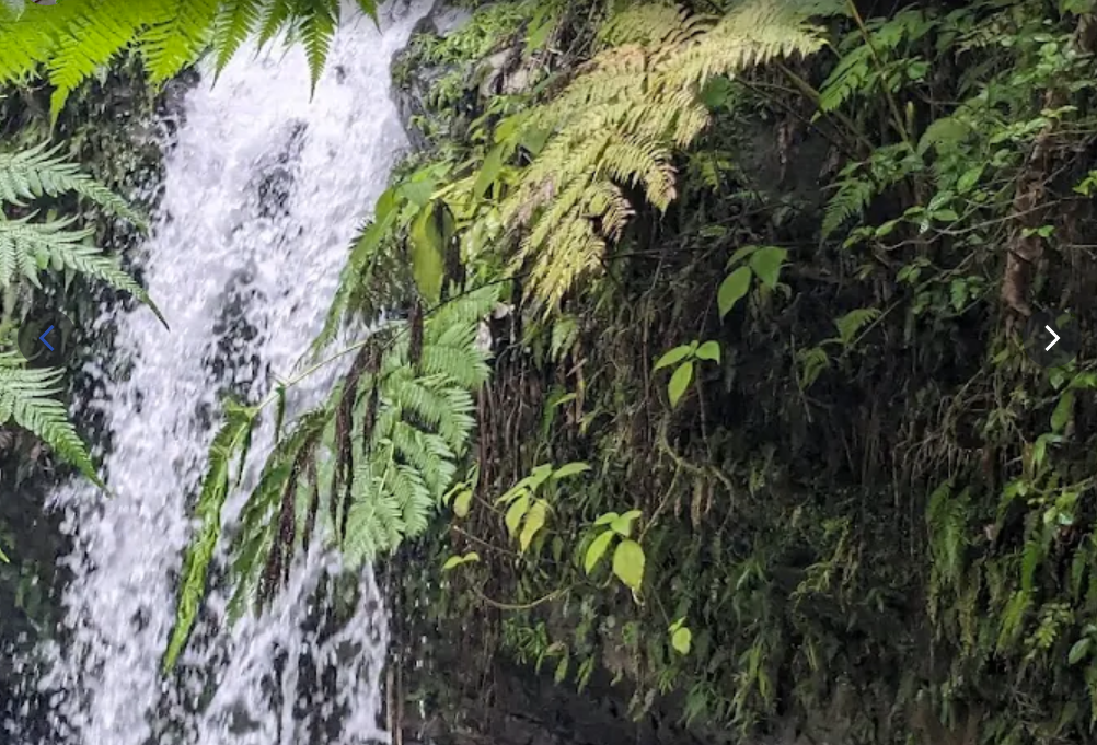 Maestros educarán sobre la importancia de El Yunque y el recurso agua