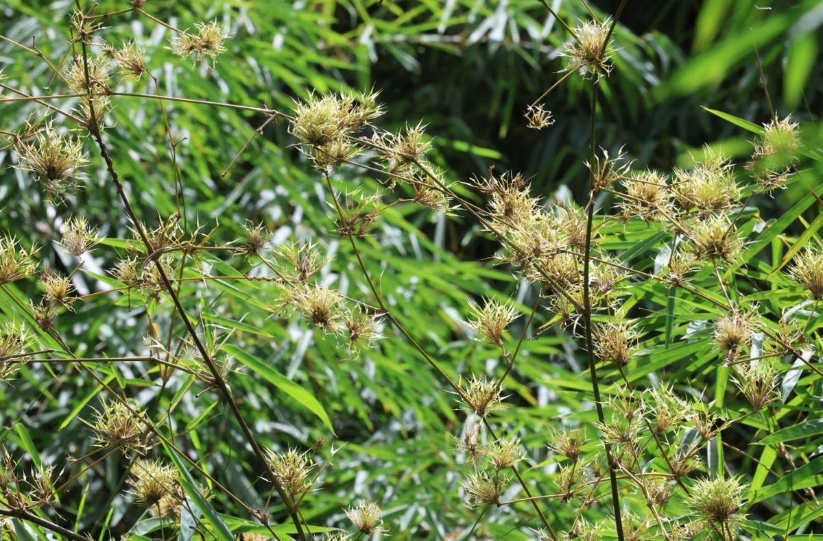 Raro fenómeno del reino vegetal en Cayey