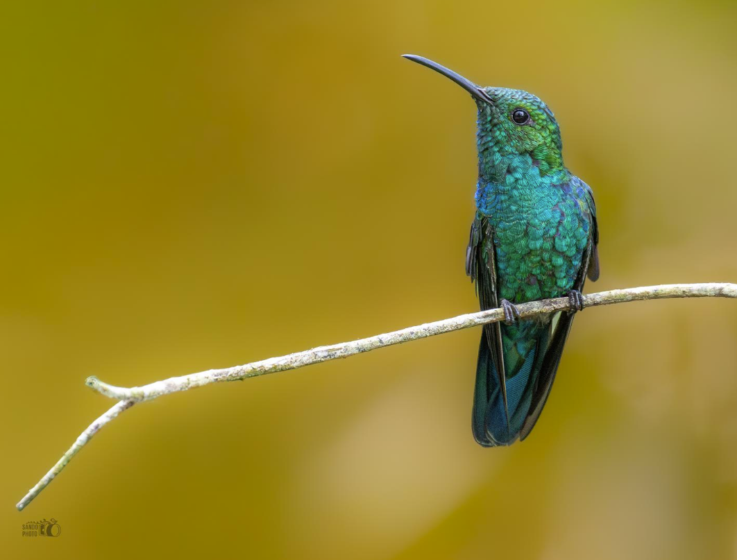 Exposición colectiva sobre aves endémicas en Casa Pueblo