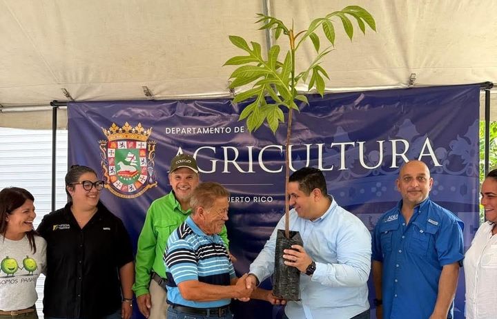 Nueva estrategia para el cultivo de pana apuesta a resultados concretos y sostenibles