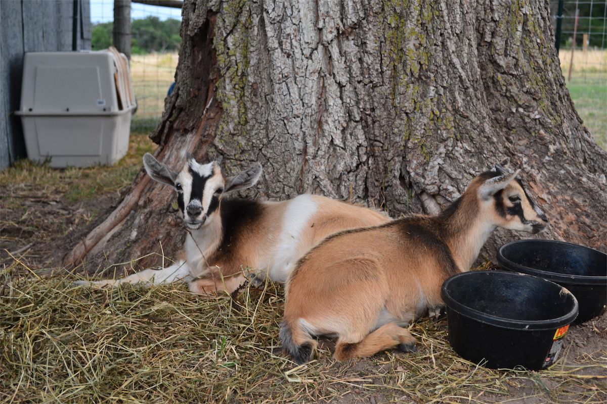 Introducing Ada and Bea.