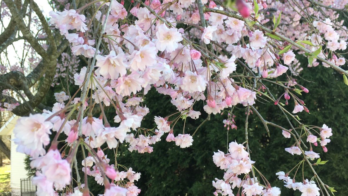 The Insistence of Spring.