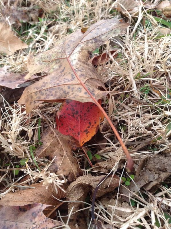 Advent Day 4 - Hidden Beauty