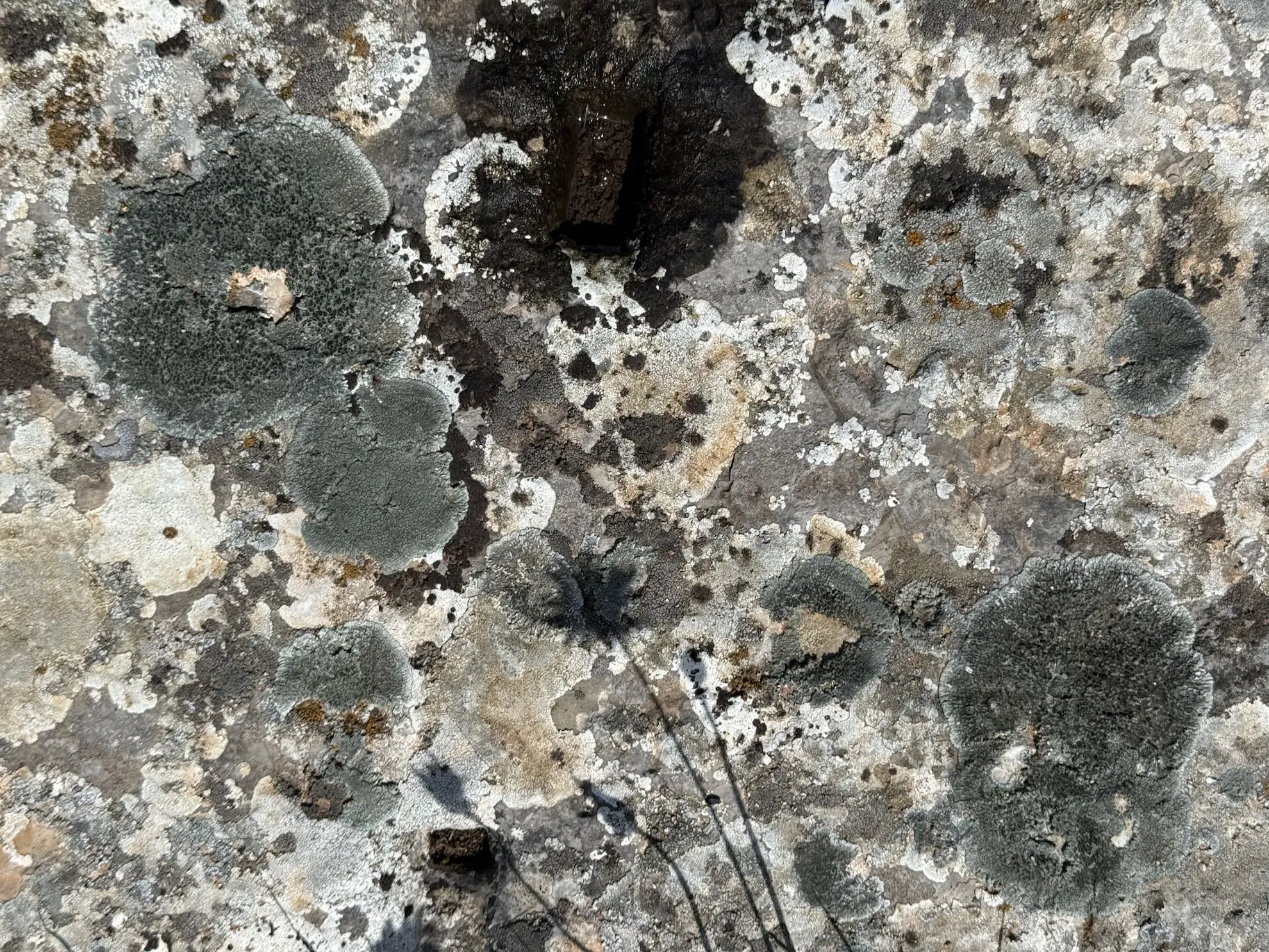 Invocation of Pork & Beans