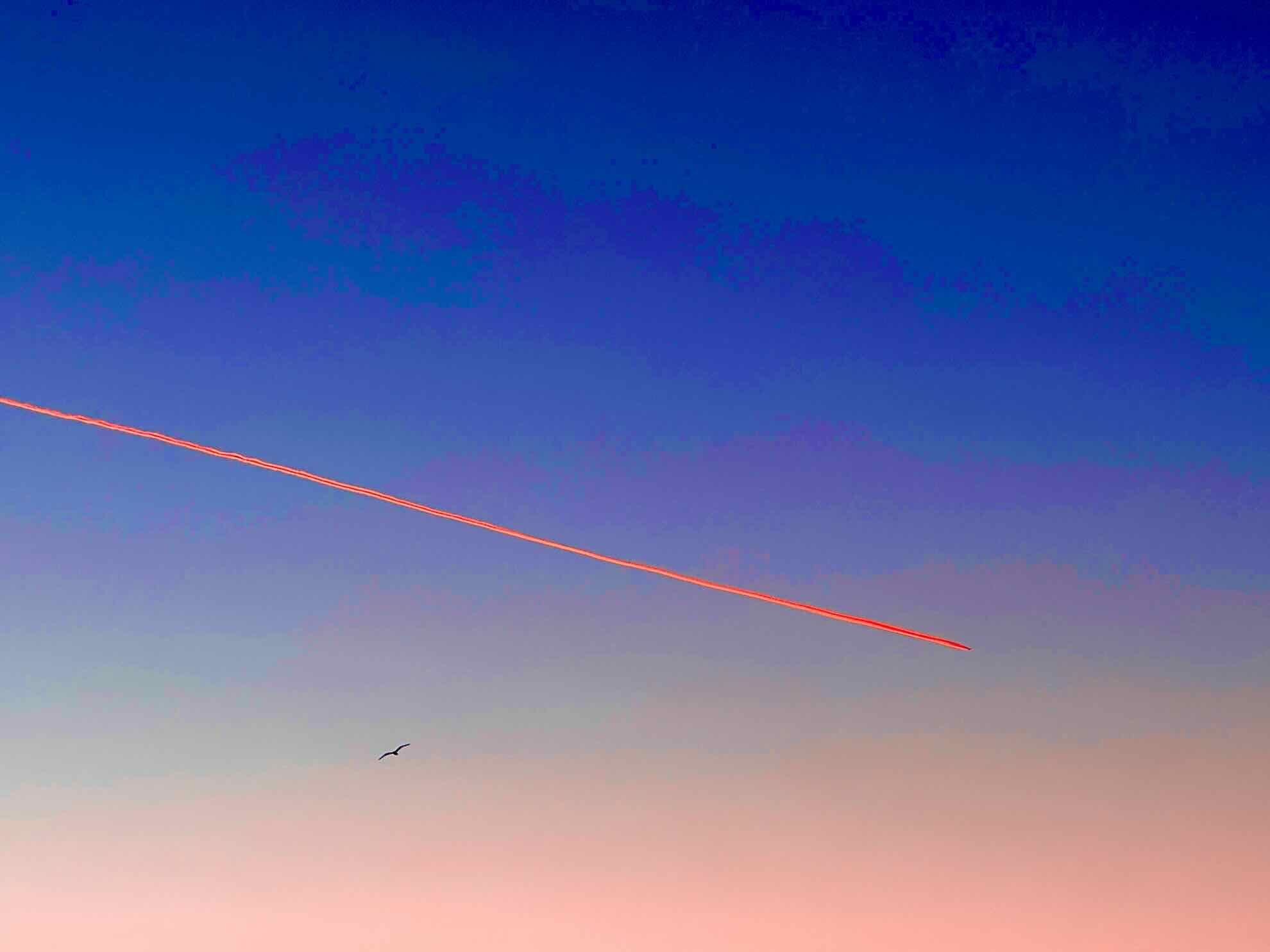 Photo of a pink contrail against a gradient pink and blue sky. There is a single gull flying under the contrail. The image has been heavily pixelated so it looks cartoonish.