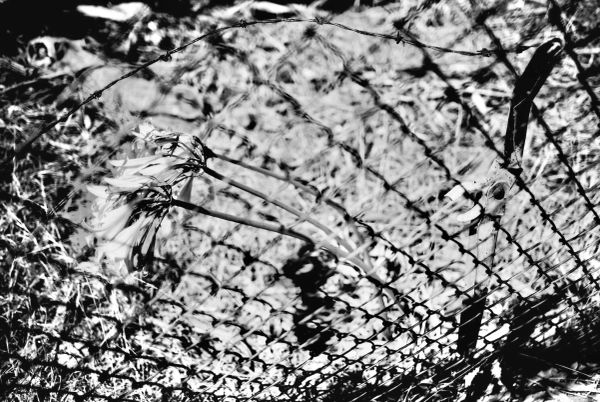Grainy, high contrast, black and white photo of a lily behind a chain link fence.