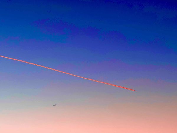 Photo of a pink contrail against a gradient pink and blue sky. There is a single gull flying under the contrail. The image has been heavily pixelated so it looks cartoonish.