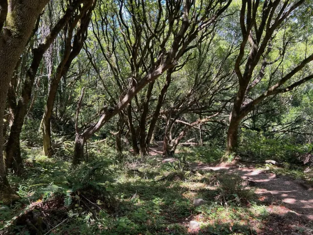 Photo of a trail in the woods disappearing into a thicket of trees.