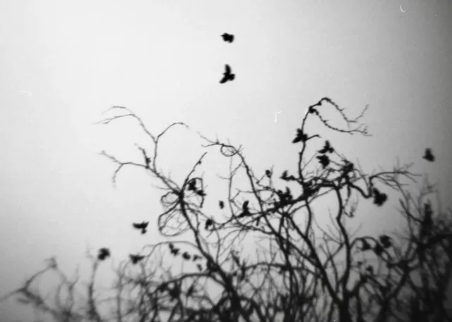 eagles toppling mountain goats