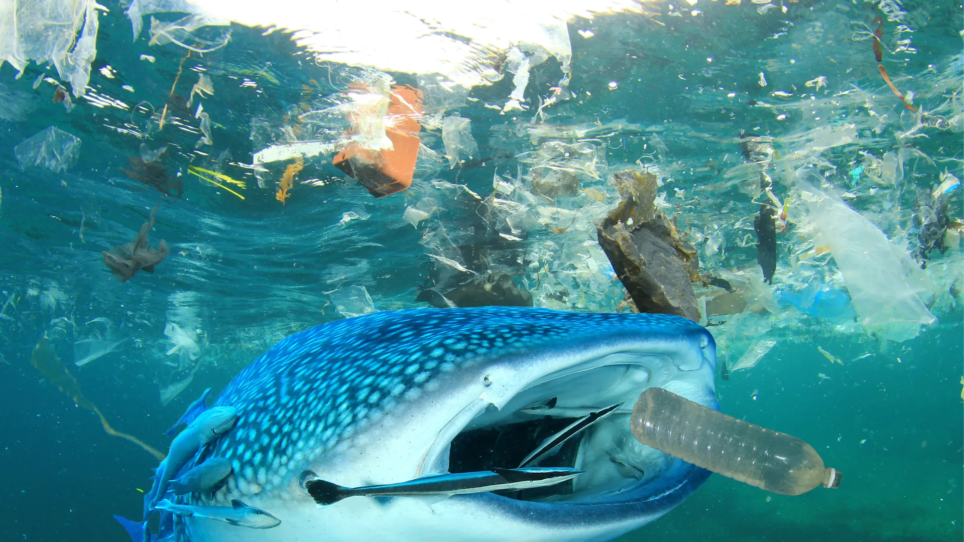 Bild von Plastik im Meer und Fischen, ein Wal der Plastik verschluckt