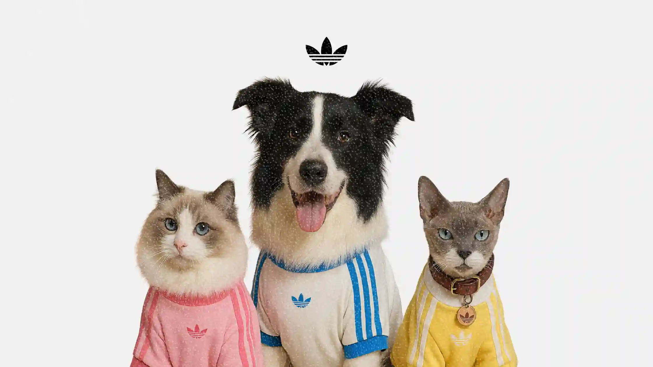 adidas brings FIFA World Cup 2026 pet jerseys to with matching kits for owners and pets