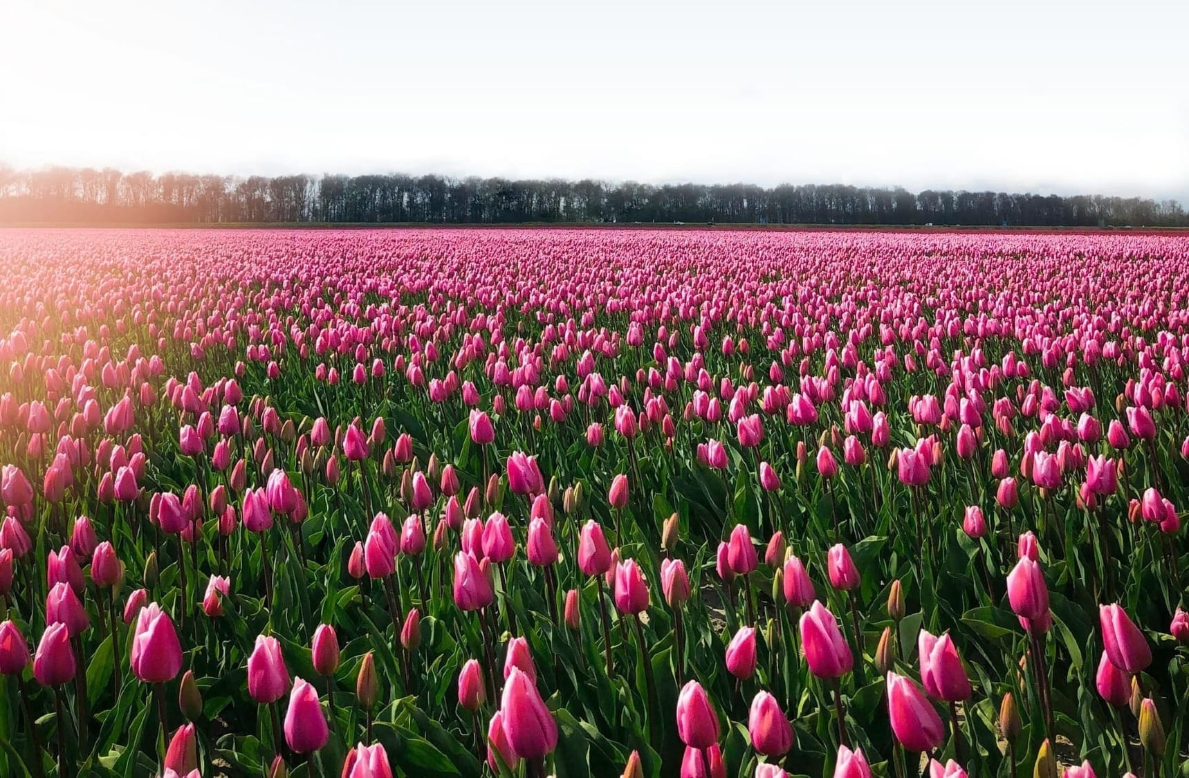 A field of pink tulips coming into flower