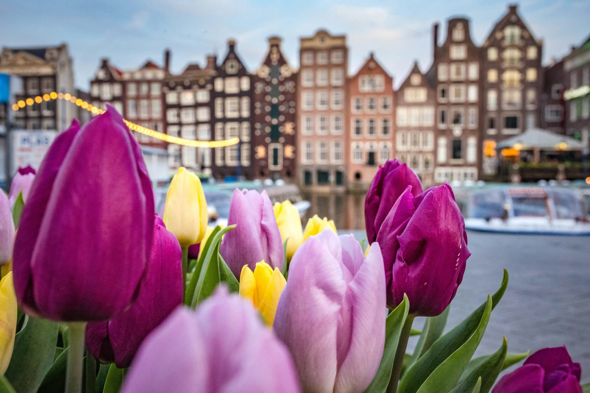 Close up of tulips in front of an Amsterdam canal