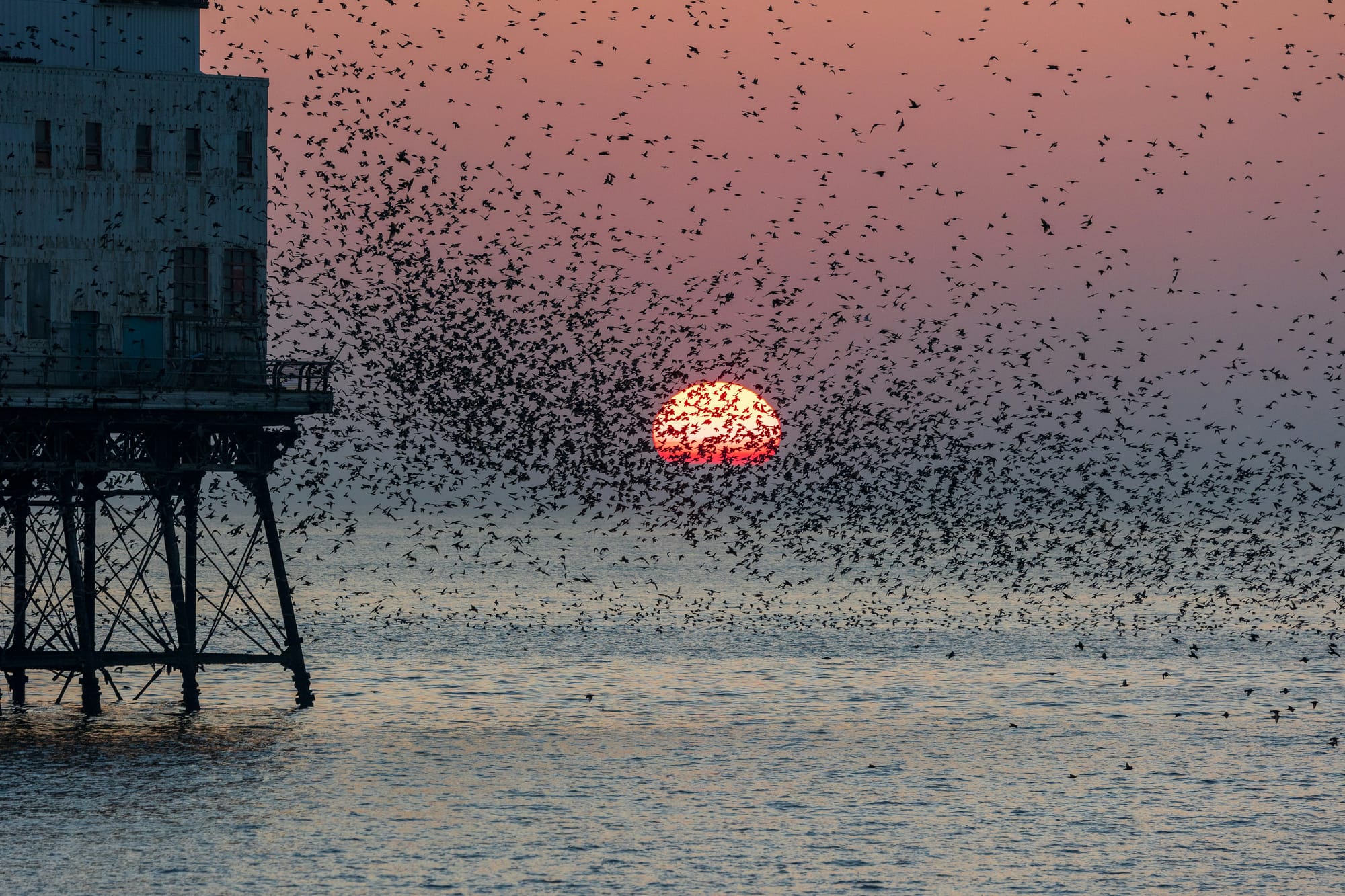A murmuration of starlings flying across a sunset over sea