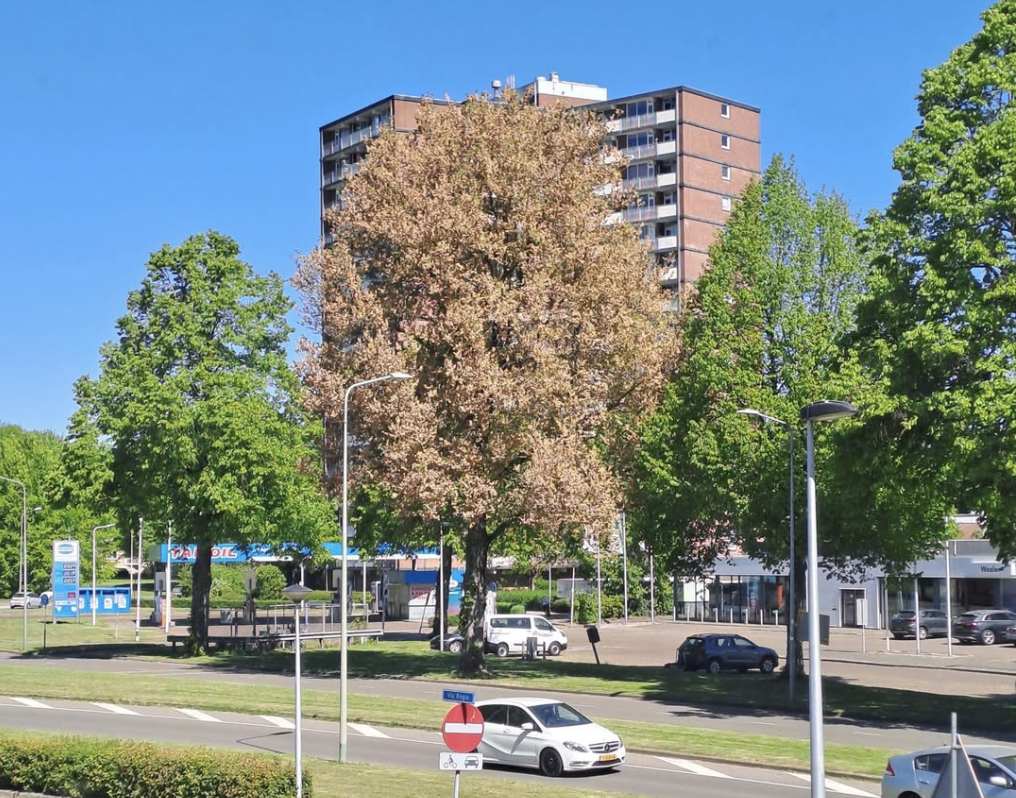 Bewoners maken zich zorgen over bruine boom