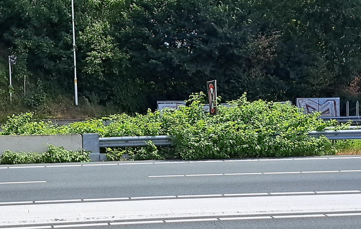 Aziatische duizendknoop is een groot probleem, maar oplossing is in zicht