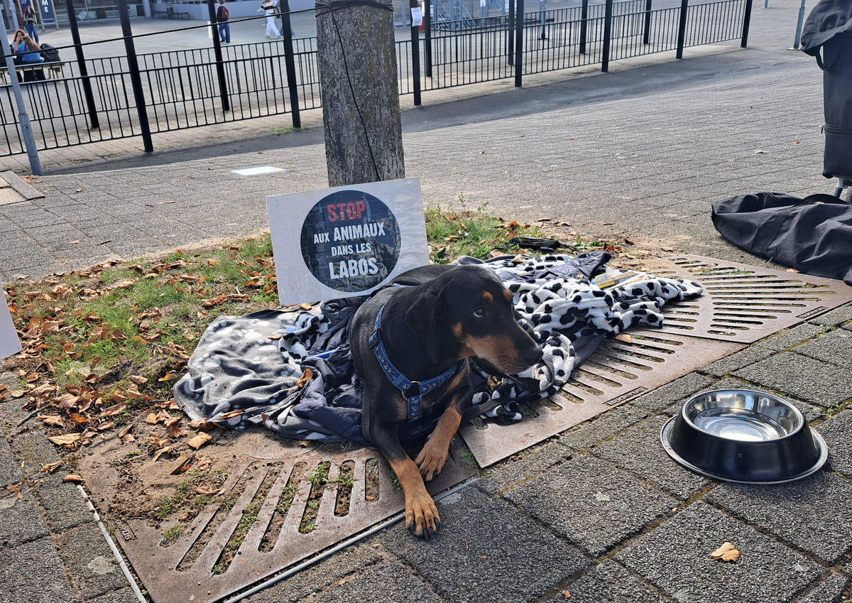 Al 54 jaar op de bres voor dierenwelzijn