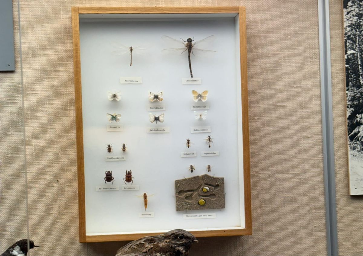 Museumkever teistert insectencollectie NHM