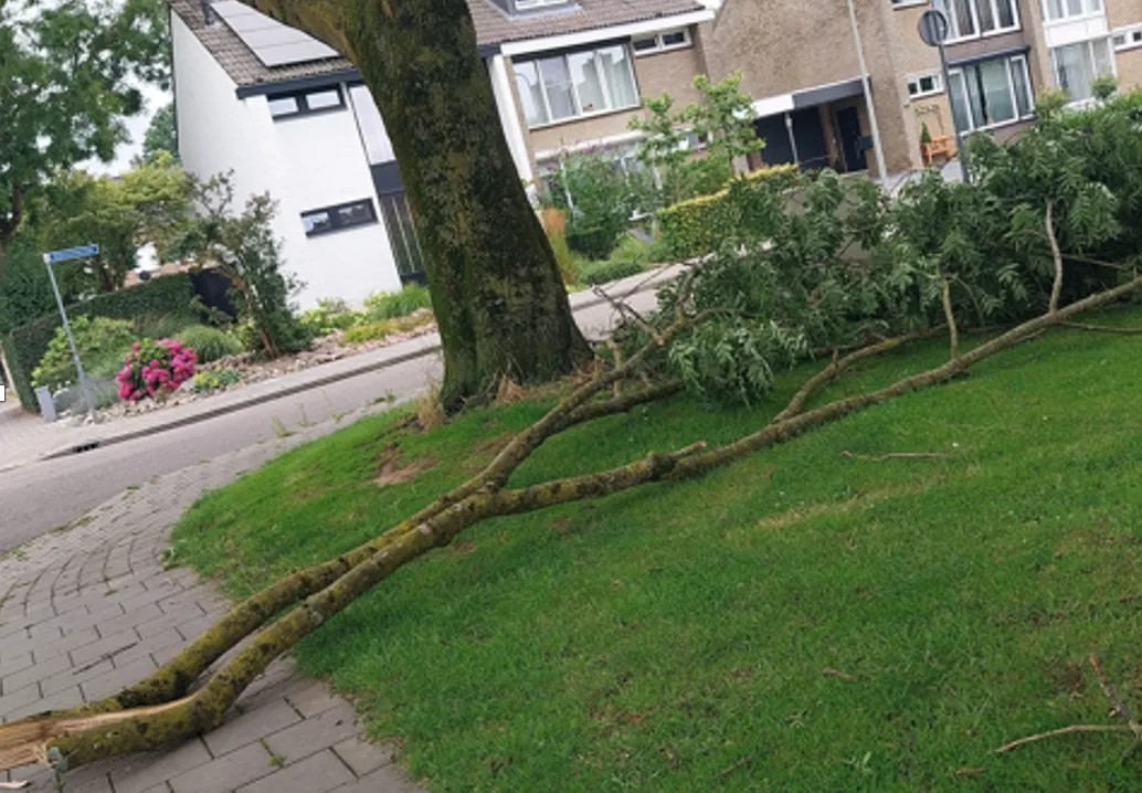 CDA wil eerder bomen snoeien