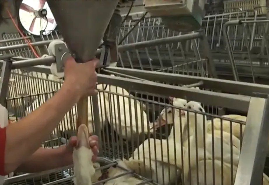 Partij voor de Dieren weigert uitnodiging Preuvenemint vanwege 'foie gras'