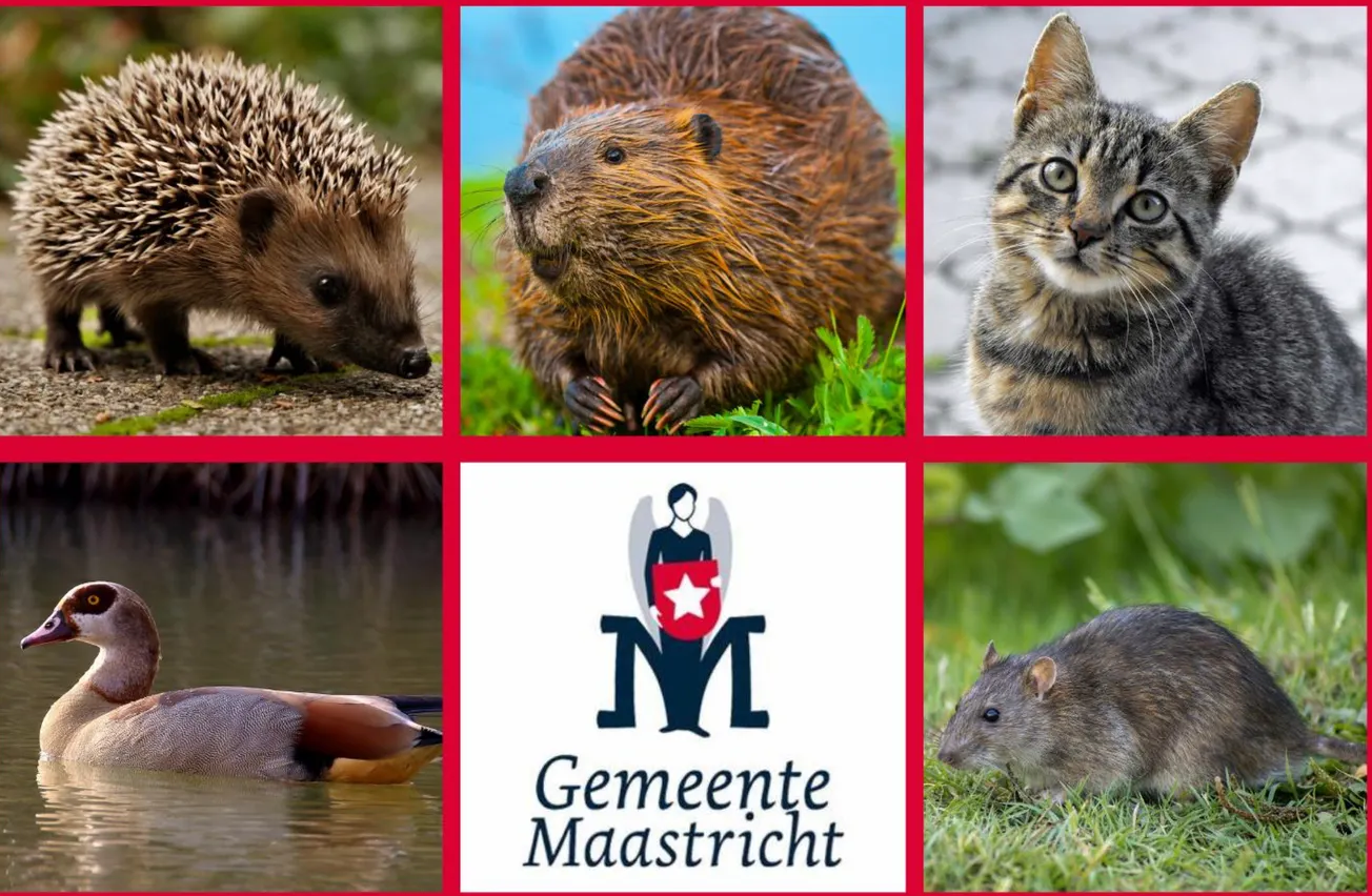 Veel muurhagedissen slachtoffer loslopende katten