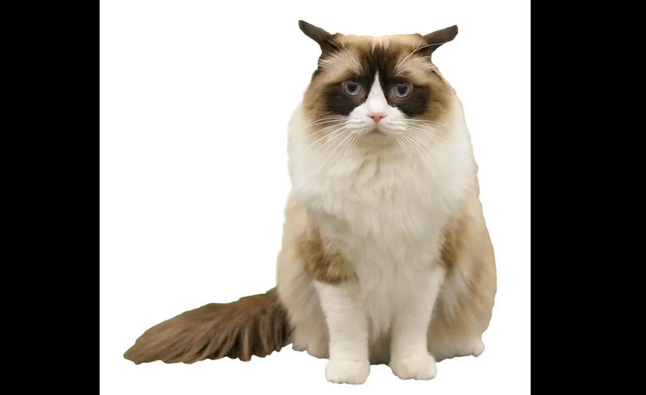 Keihard gevecht om de 'ragdolls' Jony en Bonnie