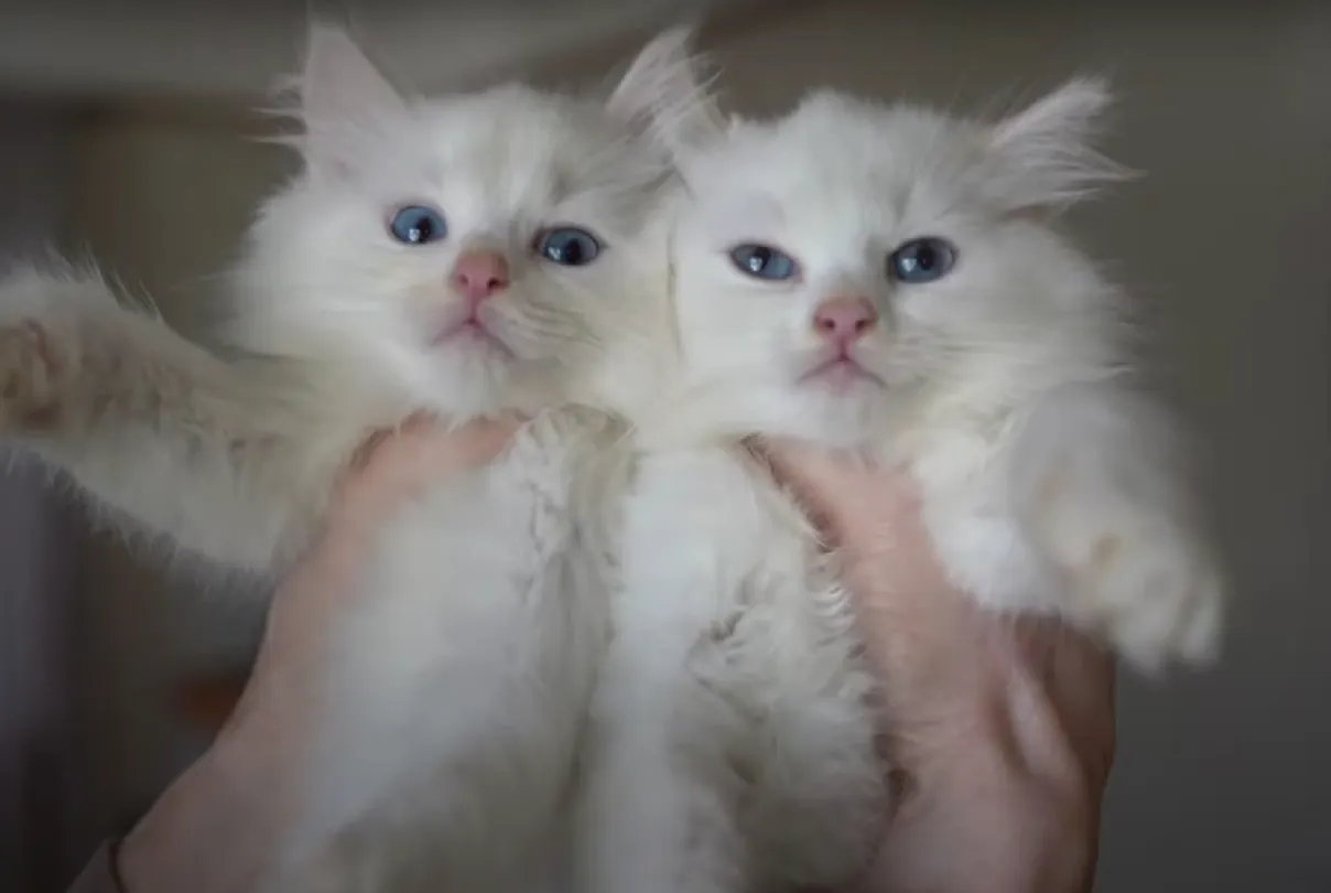 Jony moet terug op straffe van dwangsom