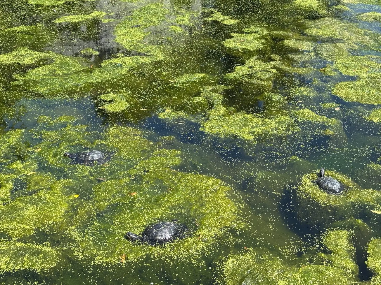 Schildpadden voelen zich thuis in vijver Stadspark