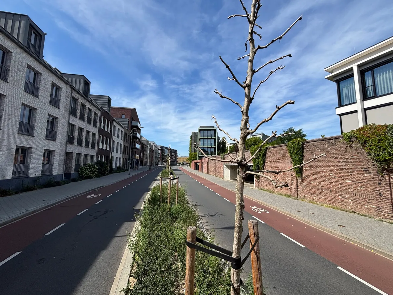 Dode bomen stellen experts voor raadsel