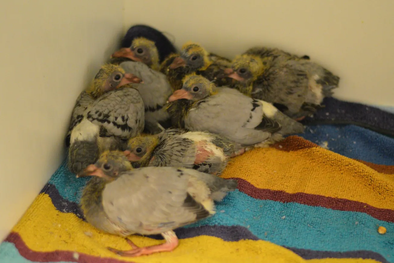 Weer 22 duiven in een doos gedumpt