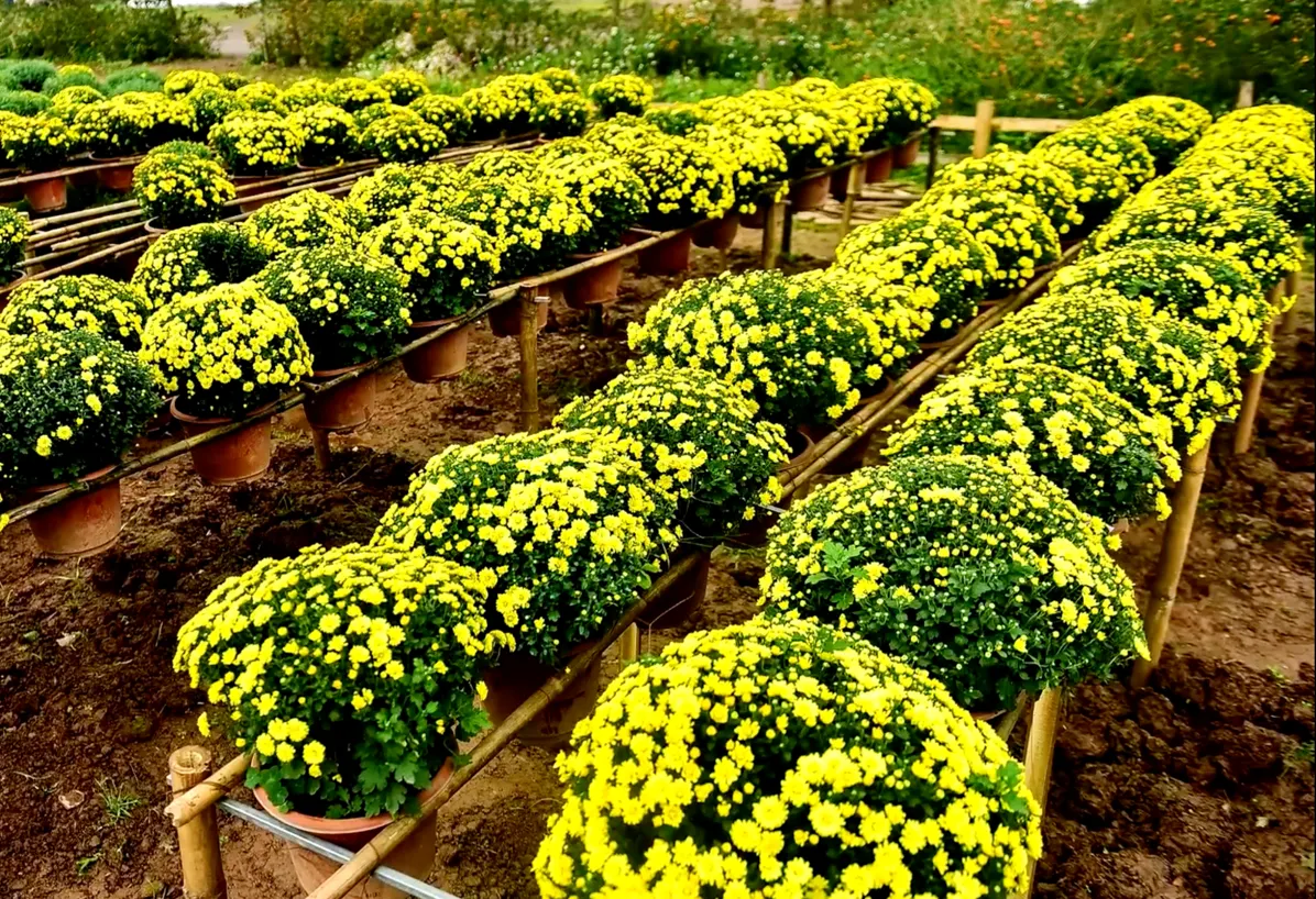 Chrysanten op graven burgerslachtoffers keren terug
