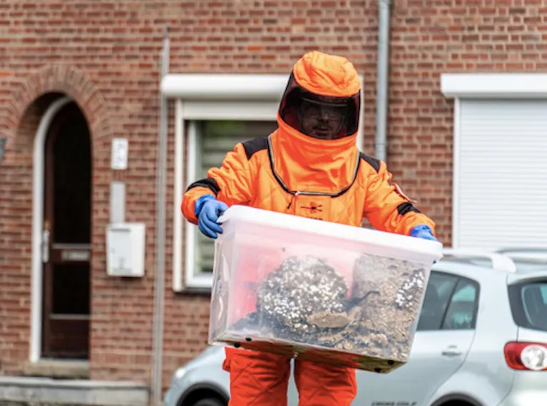 Maastricht neemt regie in bestrijding Aziatische hoornaar