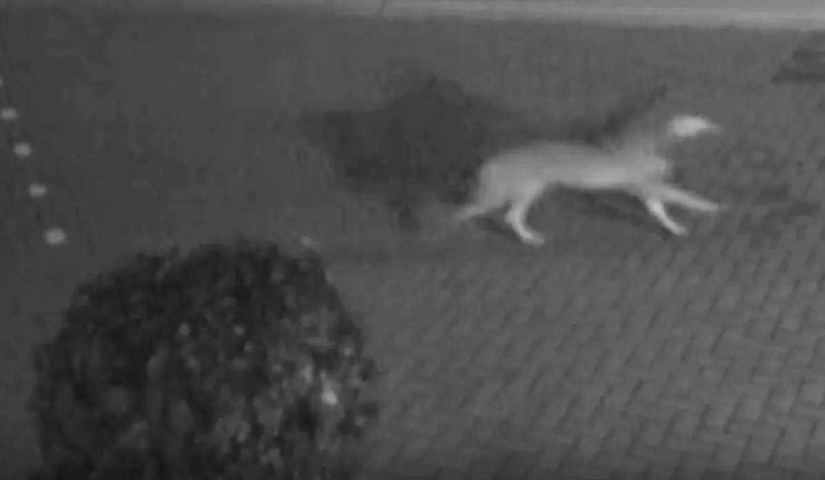 'Boze' wolf bijt drie geiten op Pietersberg dood