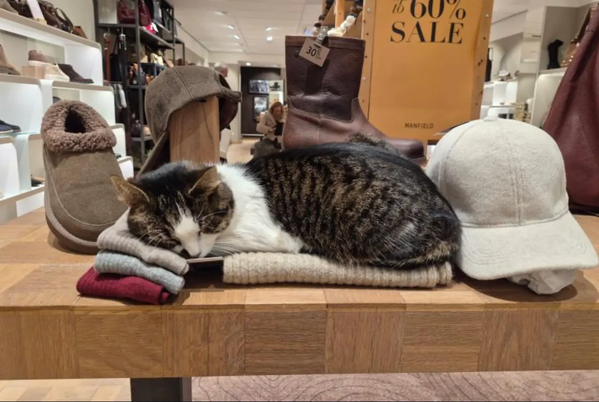 Scar-the-cat is echte filmster in binnenstad, 2.180 volgers