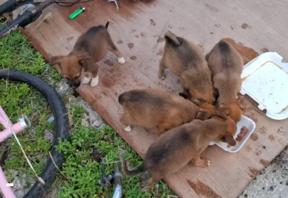 Redden puppy's komt Maastrichtse duur te staan