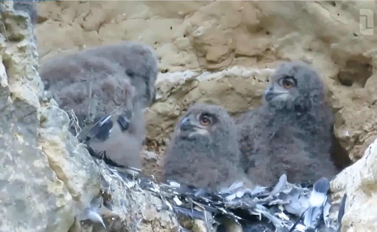 Uniek: Oehoe heeft twee vrouwtjes, maar kan hij de jongen voeden?