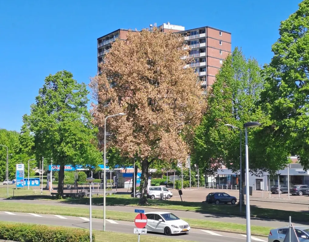 Bewoners maken zich zorgen over bruine boom