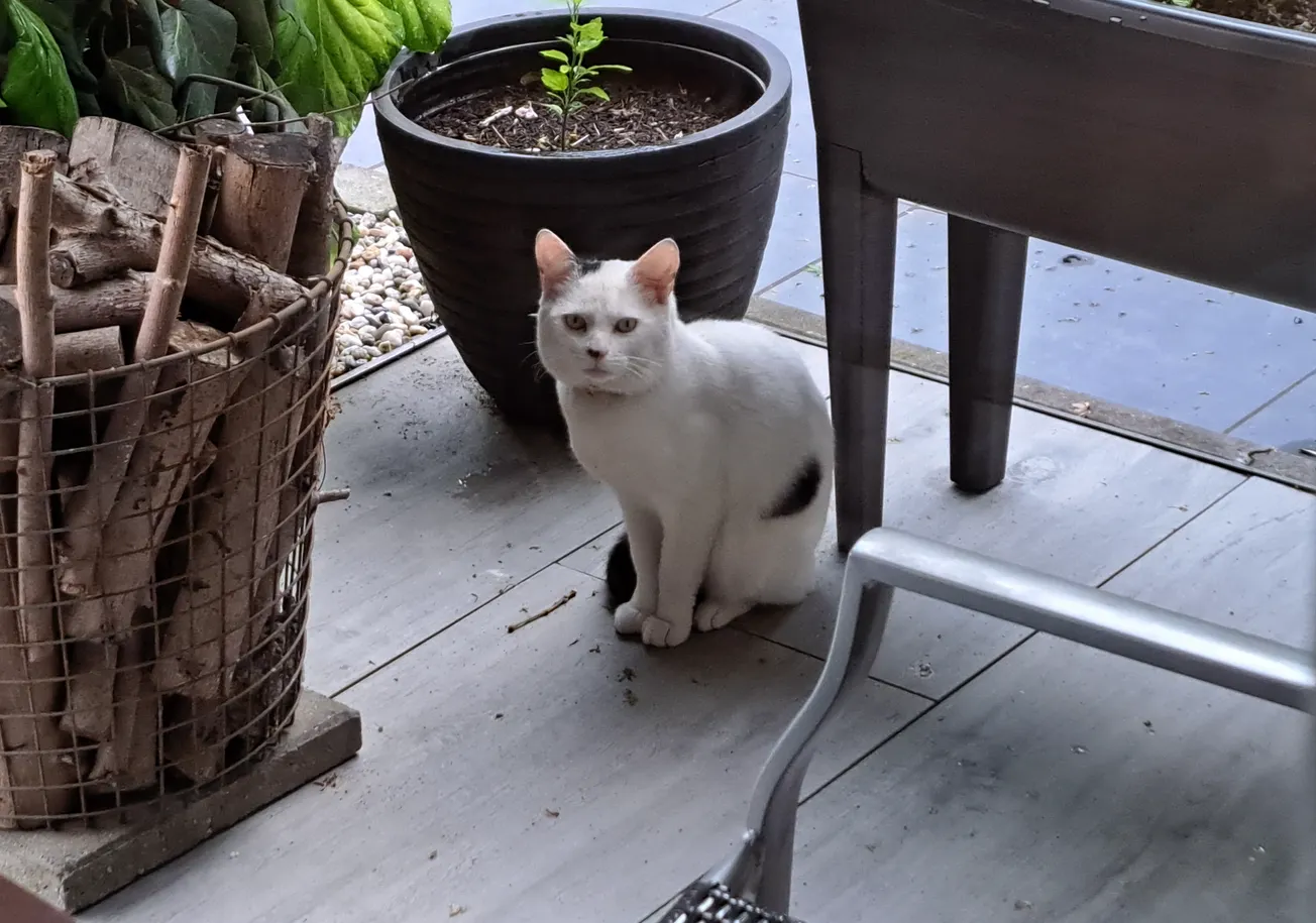 Kater Coco na 6 weken terecht