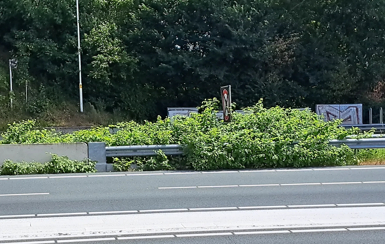 Aziatische duizendknoop is een groot probleem, maar oplossing is in zicht