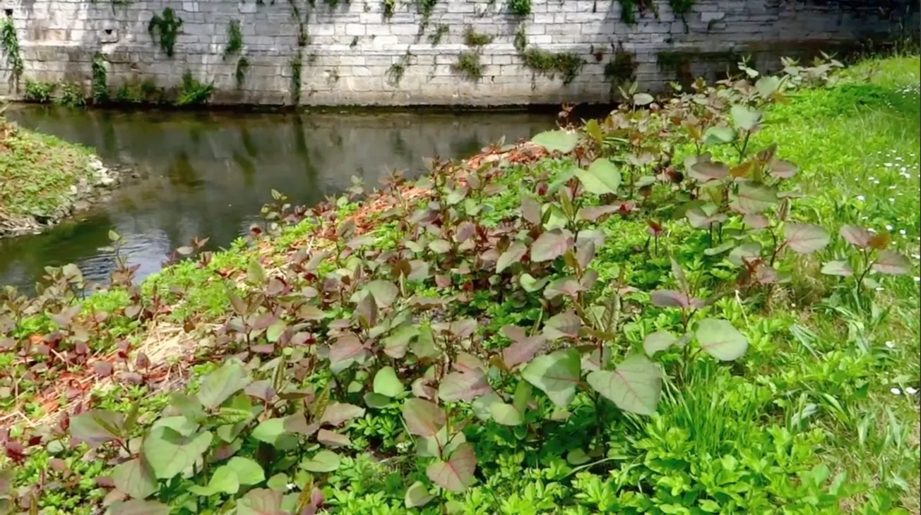 Bioloog Martens: coördineer aanpak Japanse duizendknoop