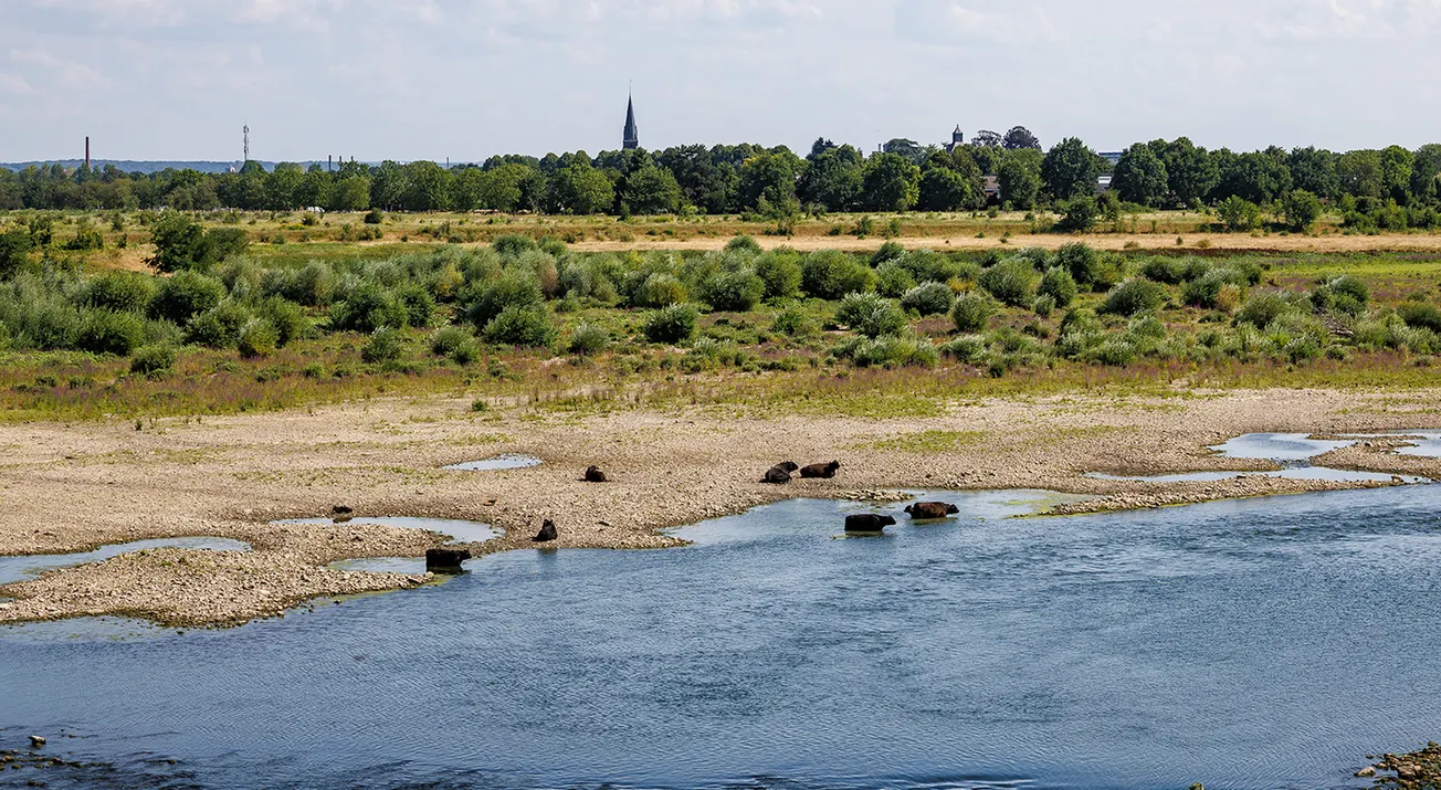 Nulmeting van plantjes langs enige grindrivier van Nederland