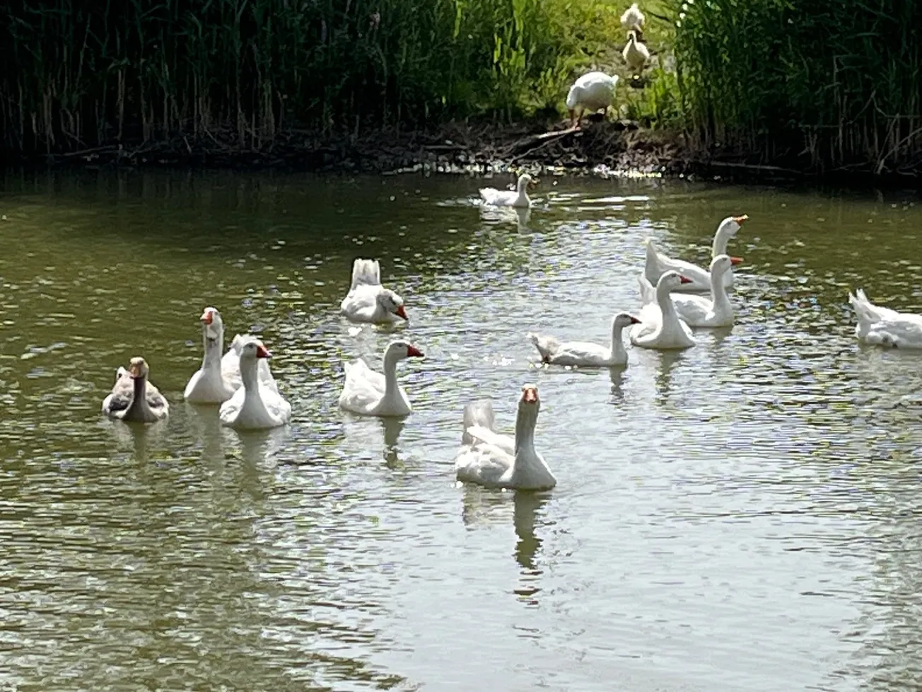 Onduidelijk waar verlamde vogels aan sterven