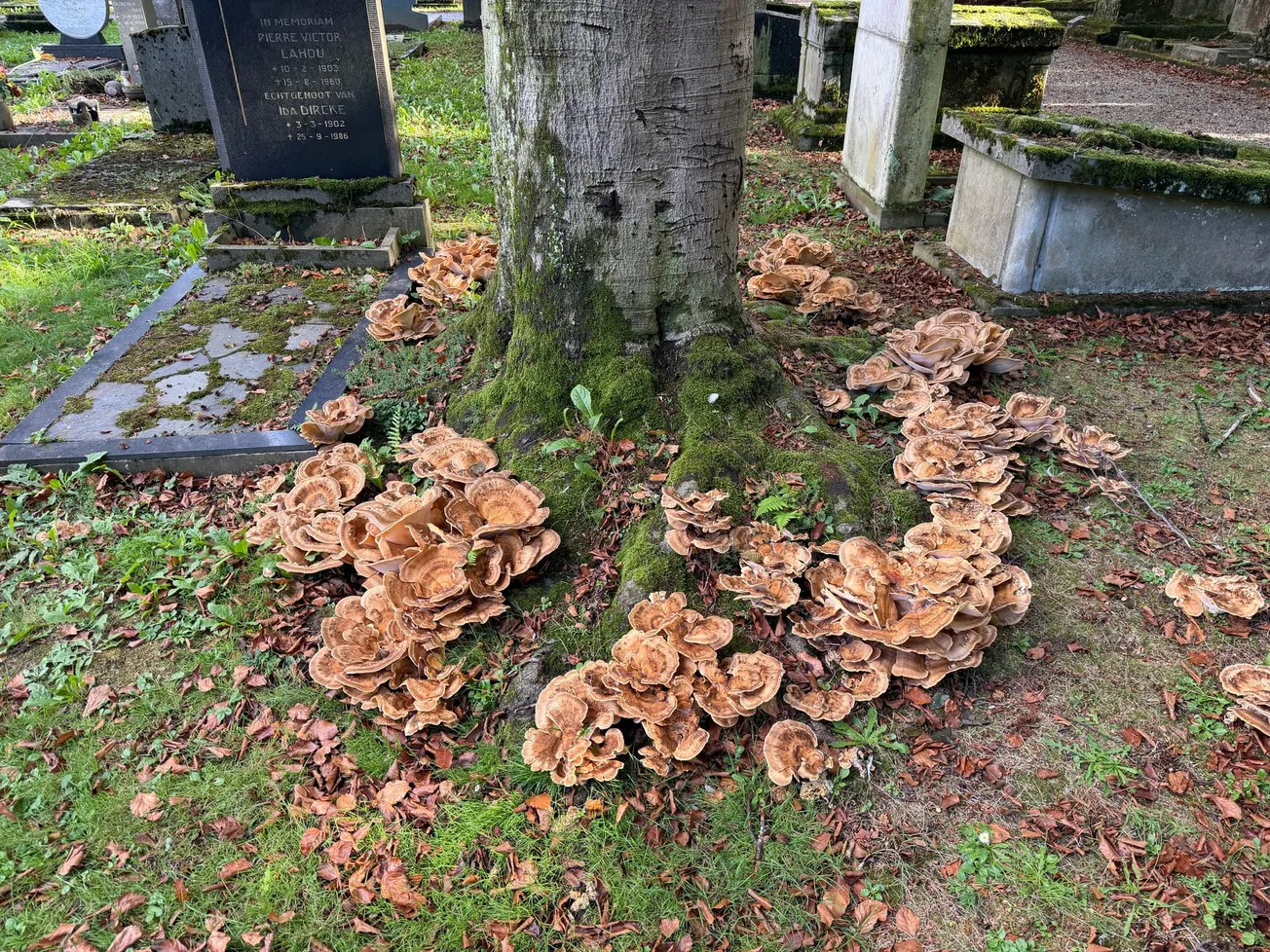 Bloedbeuken begraafplaats Tongerseweg doodziek