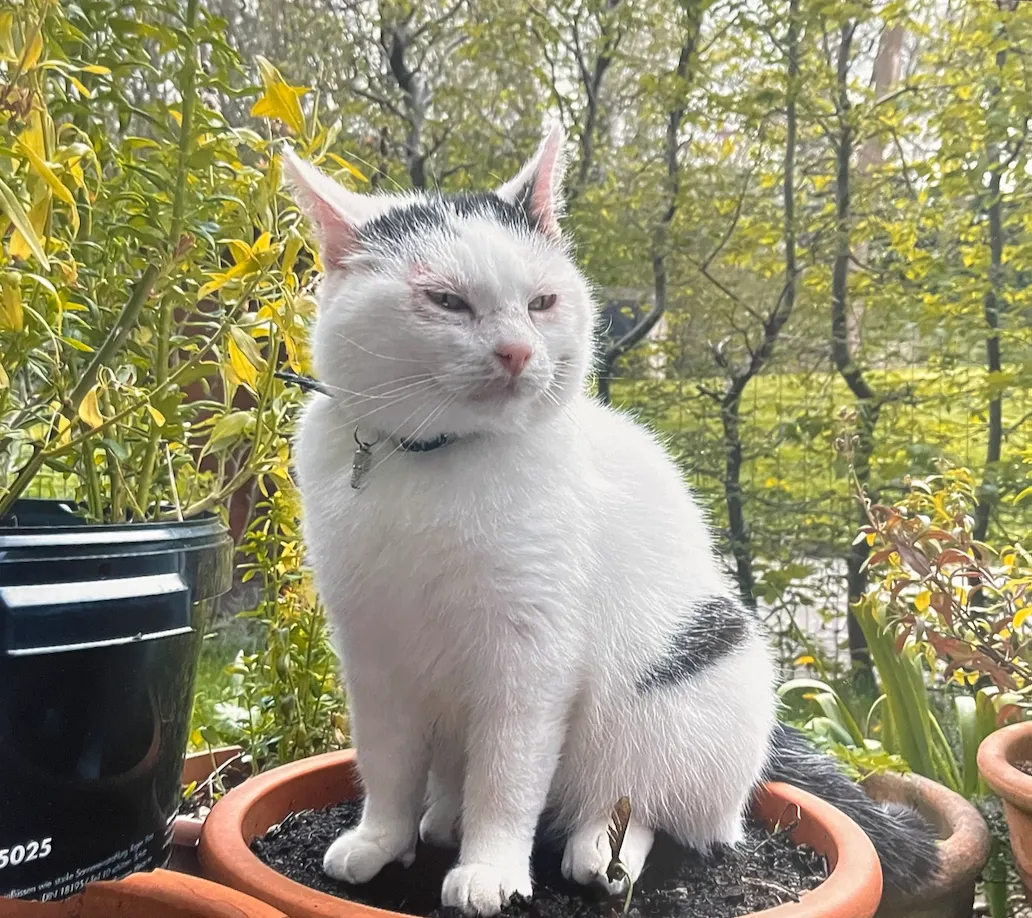 Verdwenen kat uit Hoensbroek duikt op in Maastricht, tweede kat spoorloos