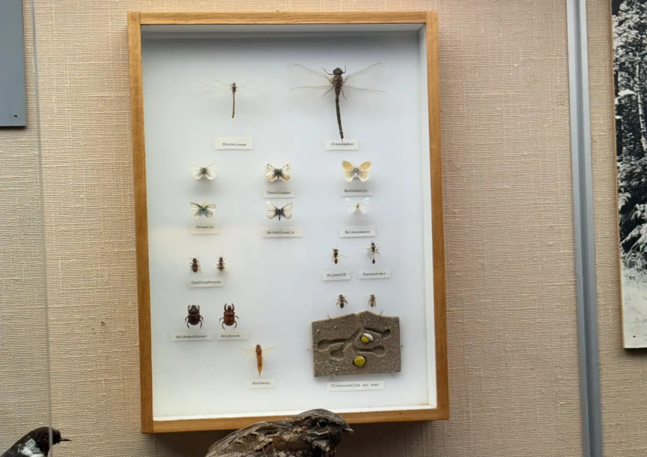 Museumkever teistert insectencollectie NHM aan