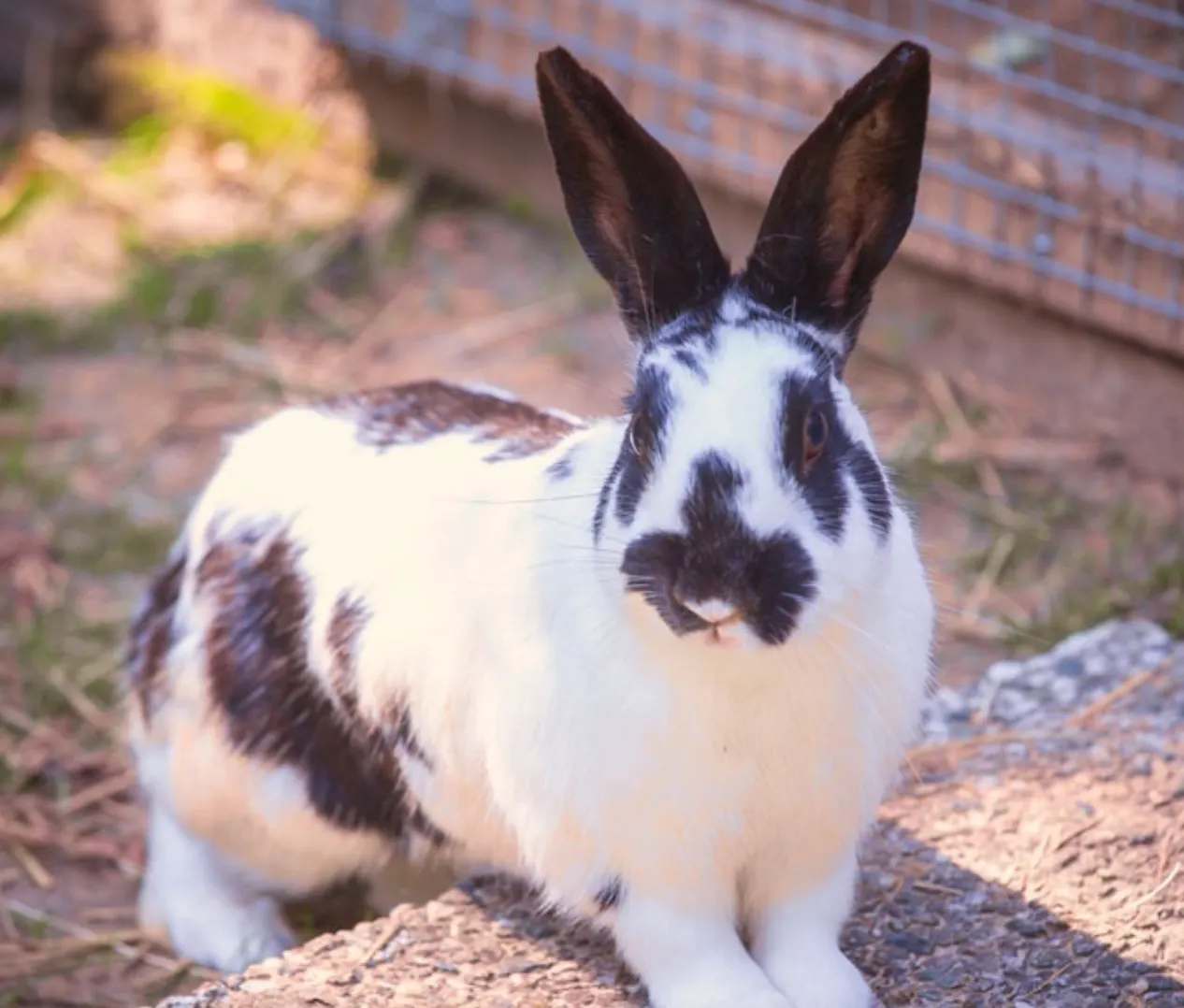 Dierendag: geef het konijn de ruimte