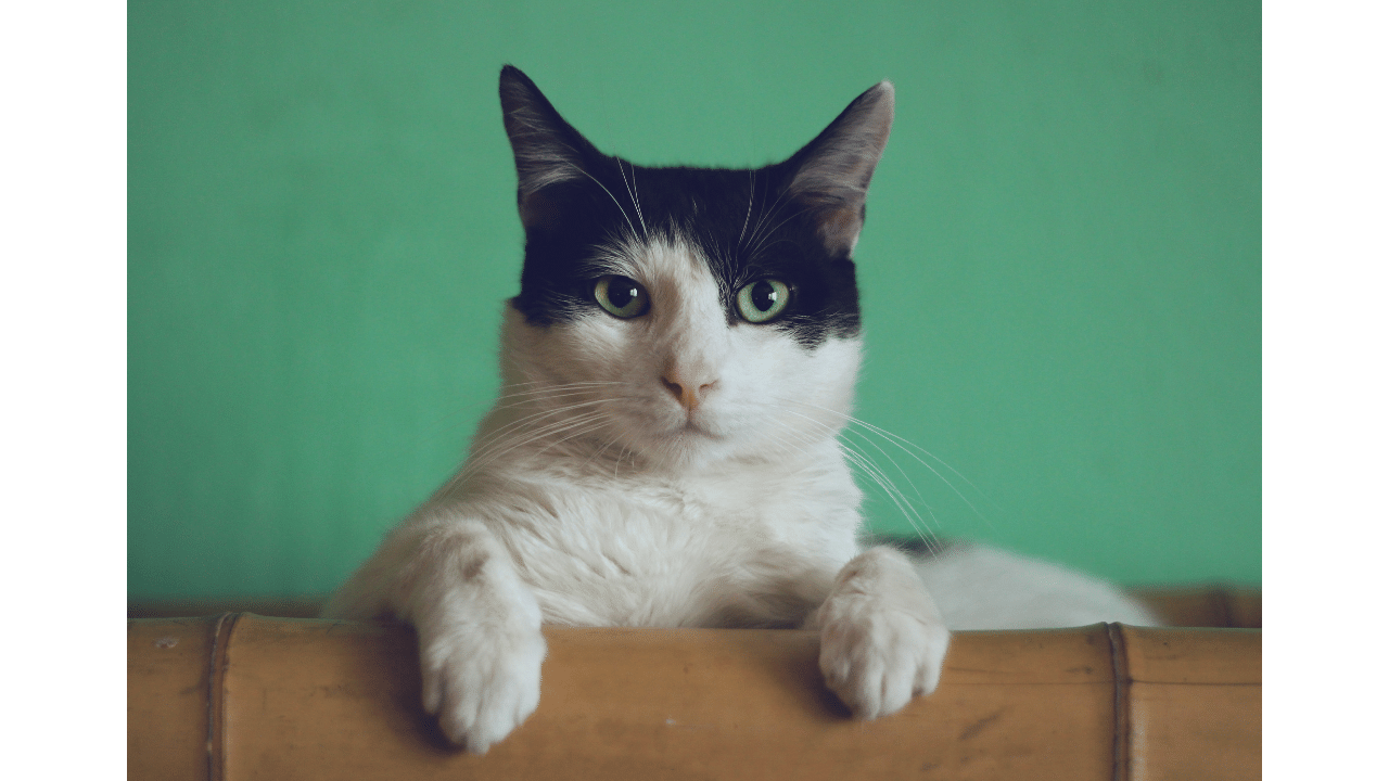 Cat Wheel