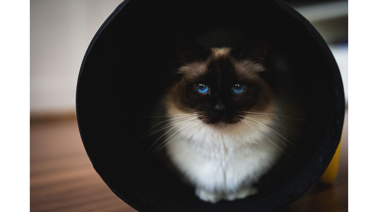 Best Cat Tunnel 